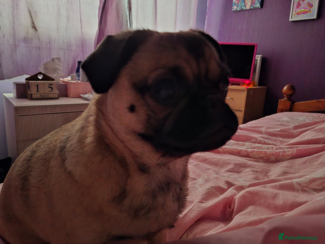 Pug dogs for sale: Sweet girl in need of a loving home - Image 5