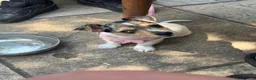 Jack Russell dogs for sale: 6 month old Jack Russel  - Advert 3