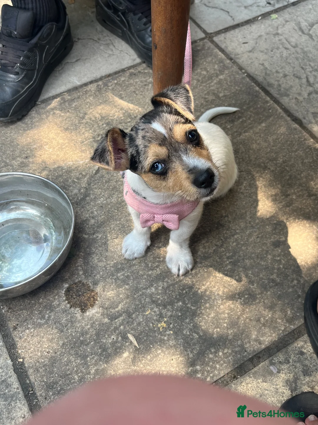 Jack Russell dogs for sale: 6 month old Jack Russel  - Advert 3