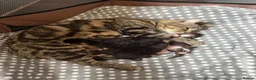 Domestic Shorthair cats for sale: 1 male 1 female kitten for sale.  - Advert 2