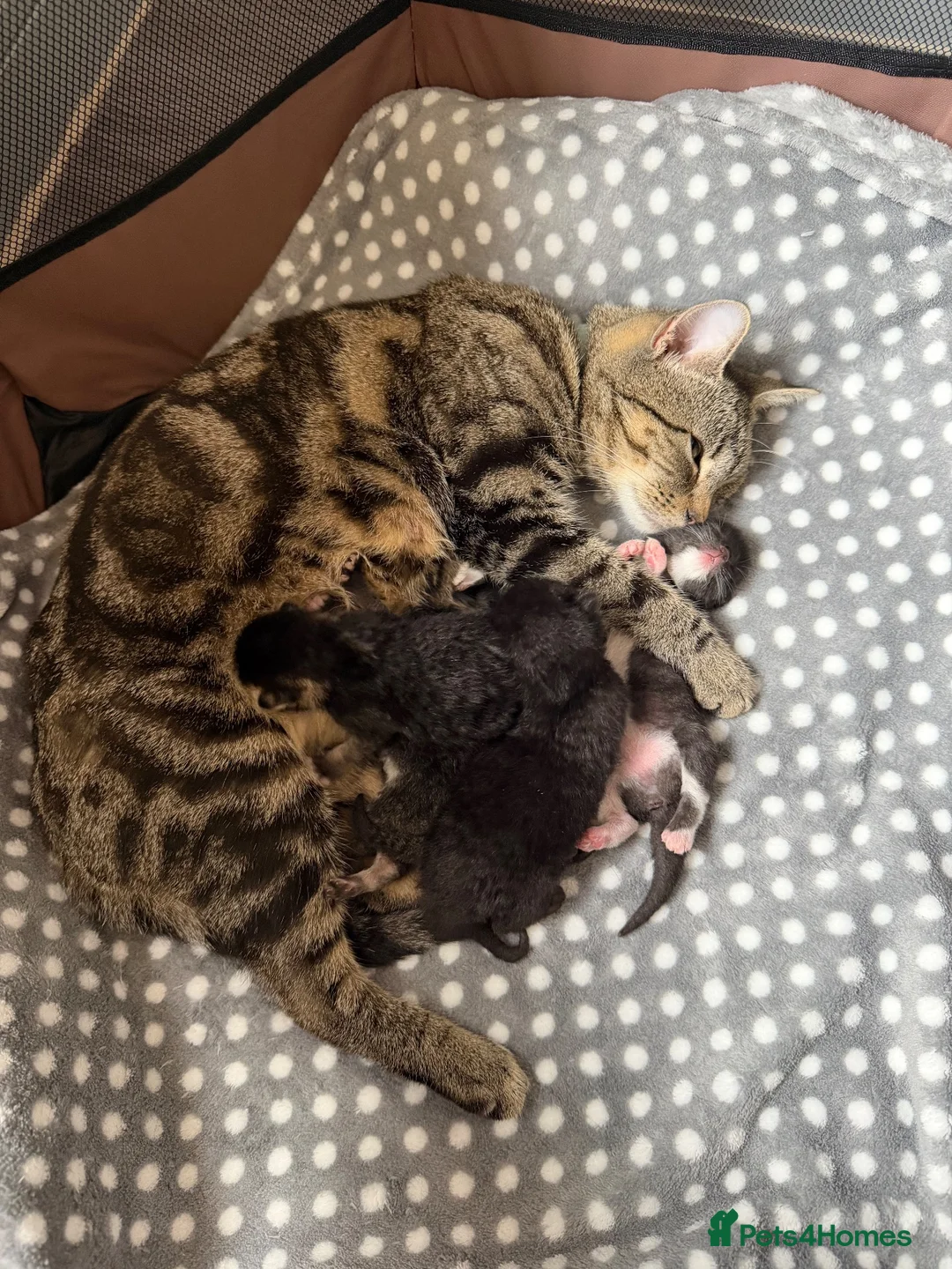 Domestic Shorthair cats for sale: 1 male 1 female kitten for sale.  - Advert 2