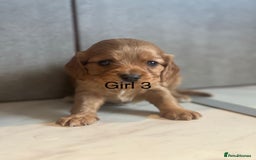Mixed Breed dogs for sale: Beautiful litter of 6 cockalier pups - Image 11