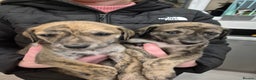 Lurcher dogs for sale: Beautiful litter of Lurcher pups - Advert 17