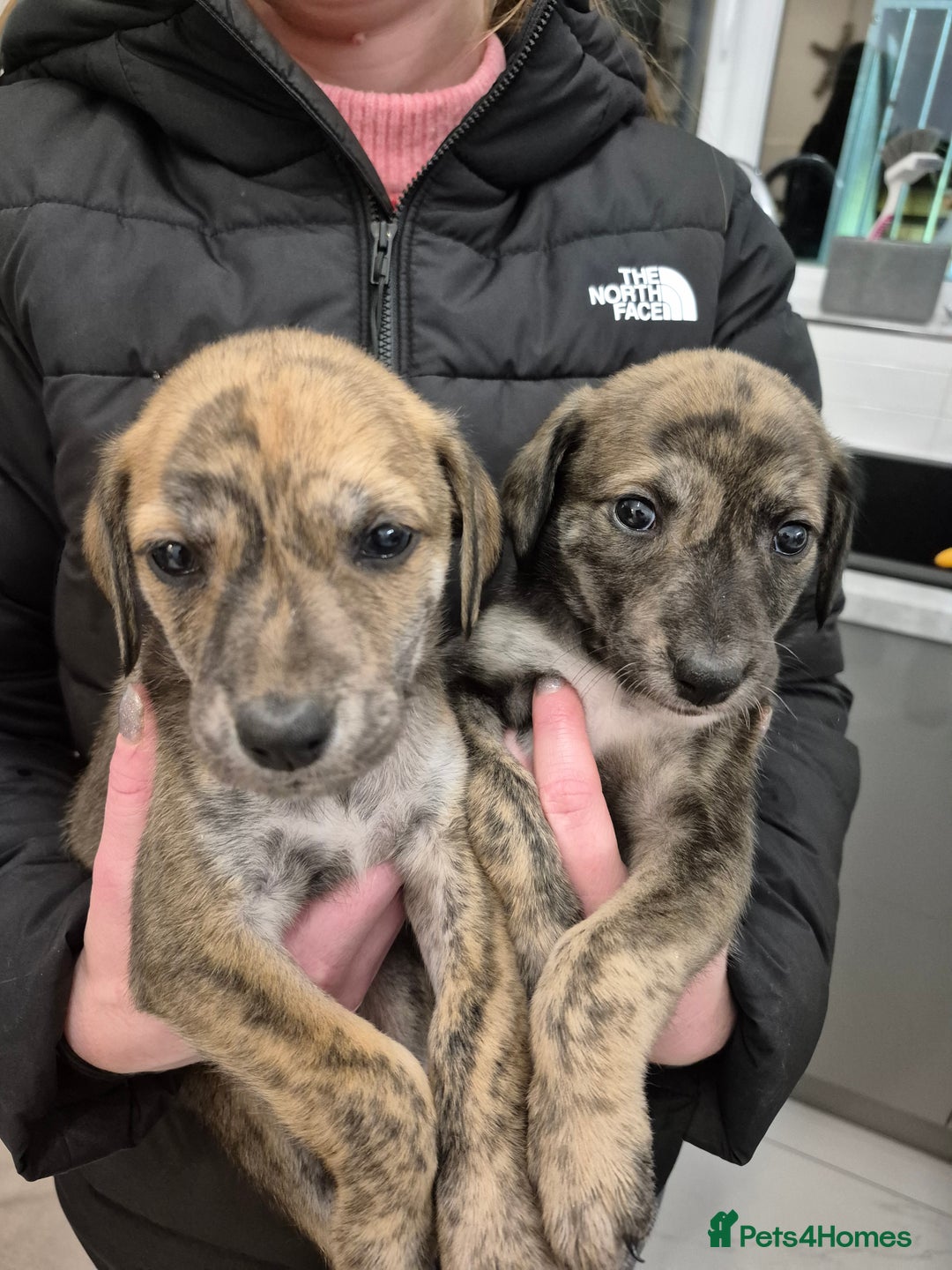 Lurcher dogs for sale: Beautiful litter of Lurcher pups - Advert 17