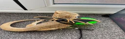 Bearded Dragon reptiles for sale: Bearded Dragon and vivarium  - Advert 4