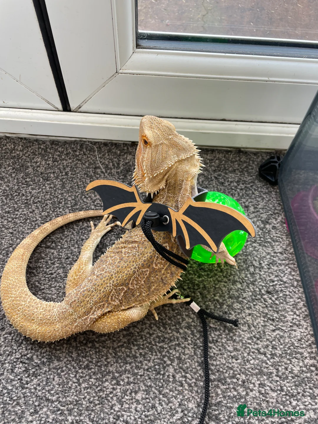 Bearded Dragon reptiles for sale: Bearded Dragon and vivarium  - Advert 4