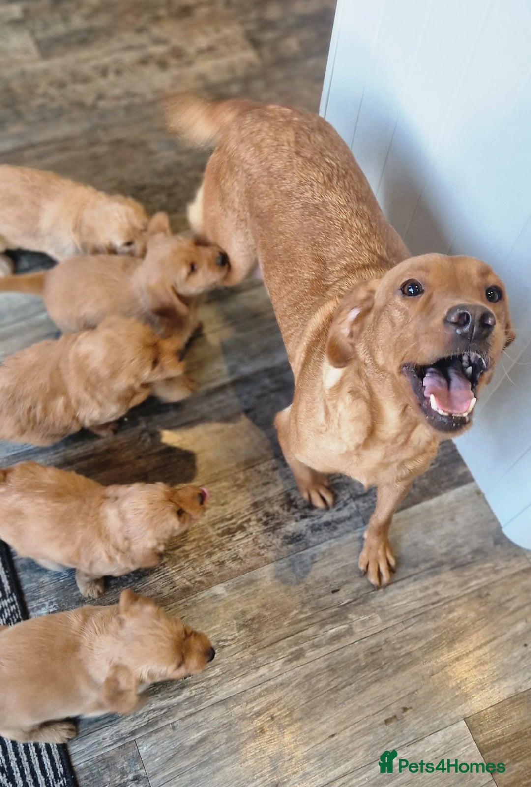 Labradoodle dogs for sale: Beautiful F1 Labradoodles - Advert 24