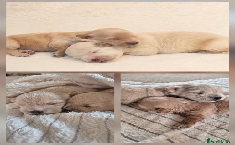 Mixed Breed dogs - Advert 1