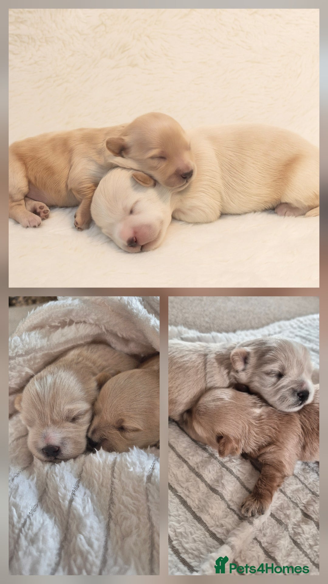 Mixed Breed dogs for sale: Malshipoos puppies 1 boy 1 girl maltipoo mum  - Image 1