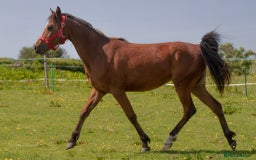 Arabian horse horses for sale: Chamola - Image 5