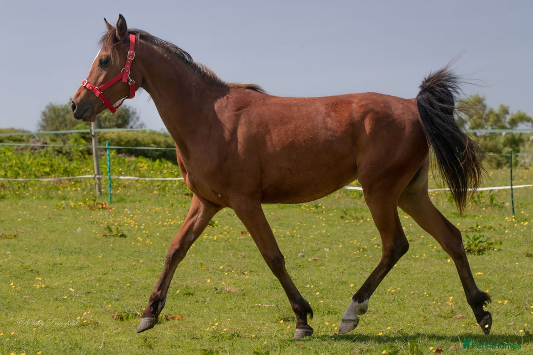 Arabian horse horses for sale: Chamola - Image 5