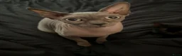 Mixed Breed cats for sale: Sphynx Mix Kittens - Advert 1