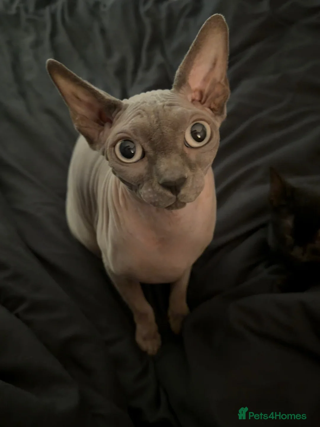 Mixed Breed cats for sale: Sphynx Mix Kittens - Advert 1