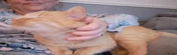 Mixed Breed cats for sale: Very special female adopter needed in Scarborough - Advert 4
