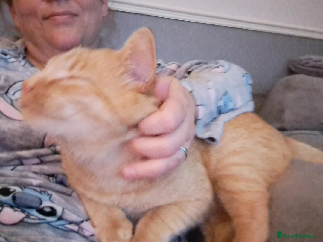 Mixed Breed cats for sale: Very special female adopter needed in Scarborough - Advert 4