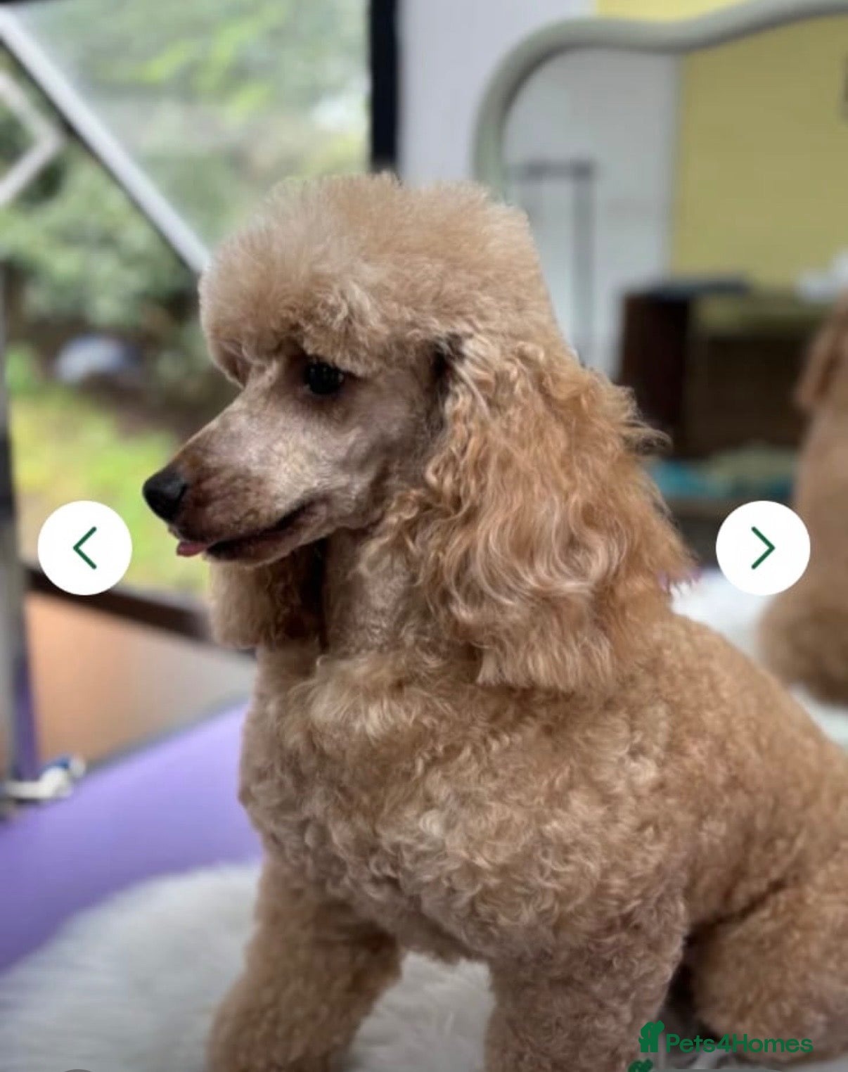 Cavapoo dogs Miniature fox red cavapoo pups  - Advert 2