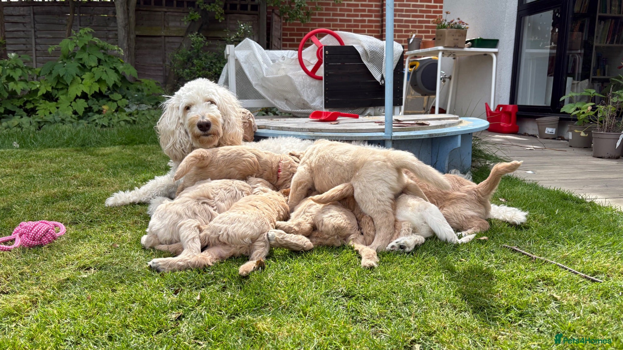 Goldendoodle dogs Golden doodle puppies from a loving home - Advert 2