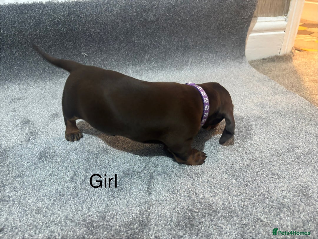 Miniature Dachshund dogs for sale: Chocolate dachshund babies  - Image 12