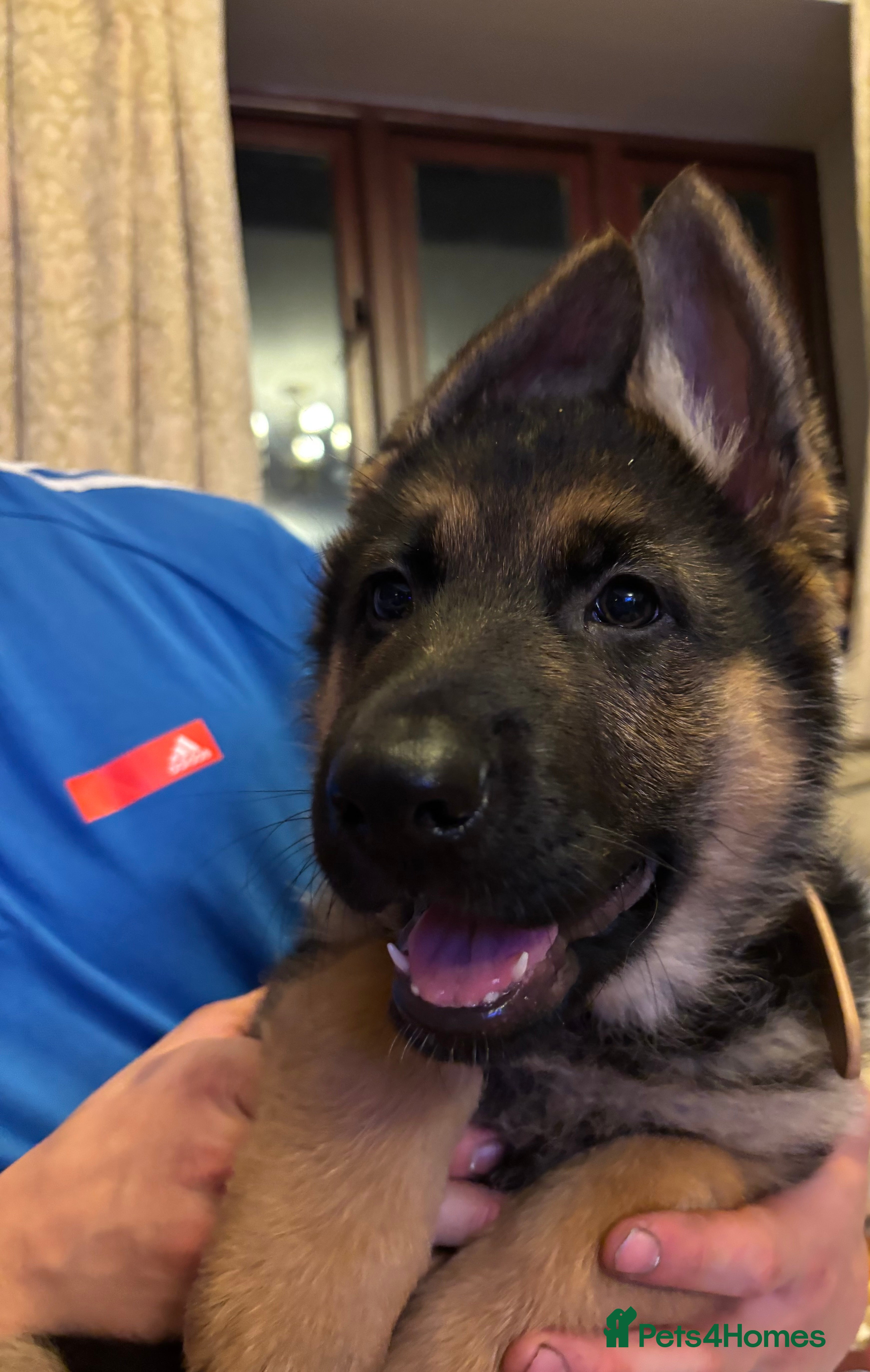 German Shepherd dogs German Shepard Puppies for sale. - Advert 9