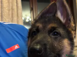 German Shepherd dogs German Shepard Puppies for sale. - Advert 2