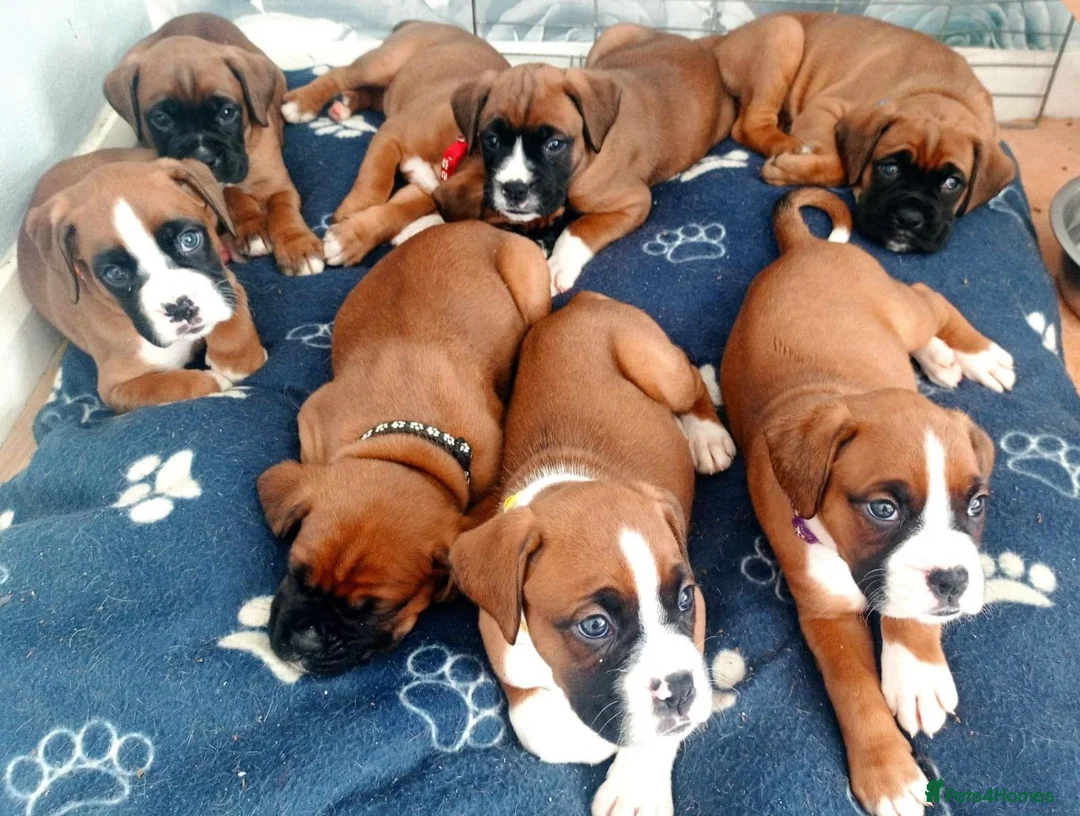 Boxer dogs for stud: 💥TOP QUALITY PROVEN FLASHY KC BOBTAIL FOR STUD💥 in Liverpool - Advert 9