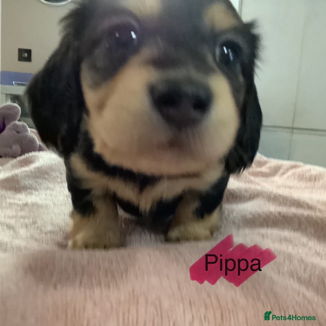 Miniature Dachshund dogs for sale: PRA Clear Mini Longhair Dachshund Pups Cream Red.. - Advert 34