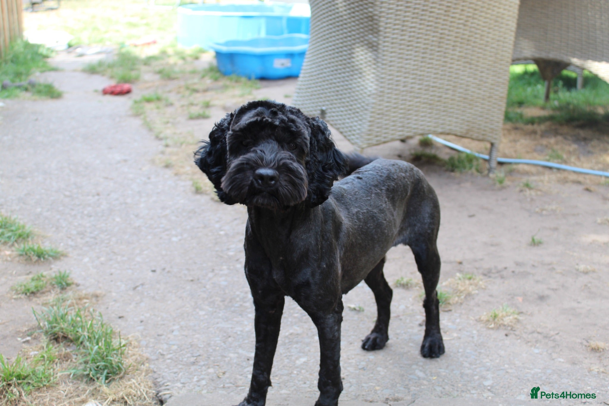 Cockapoo dogs Cockapoo for rehoming  - Advert 5