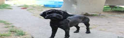 Cockapoo dogs for sale: Cockapoo for rehoming  - Advert 1