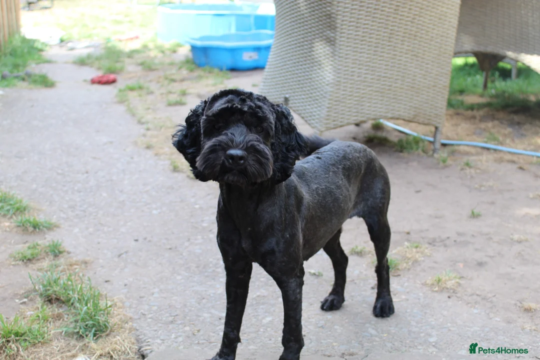 Cockapoo dogs for sale: Cockapoo for rehoming  - Advert 1