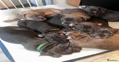 Mixed Breed dogs - Advert 10
