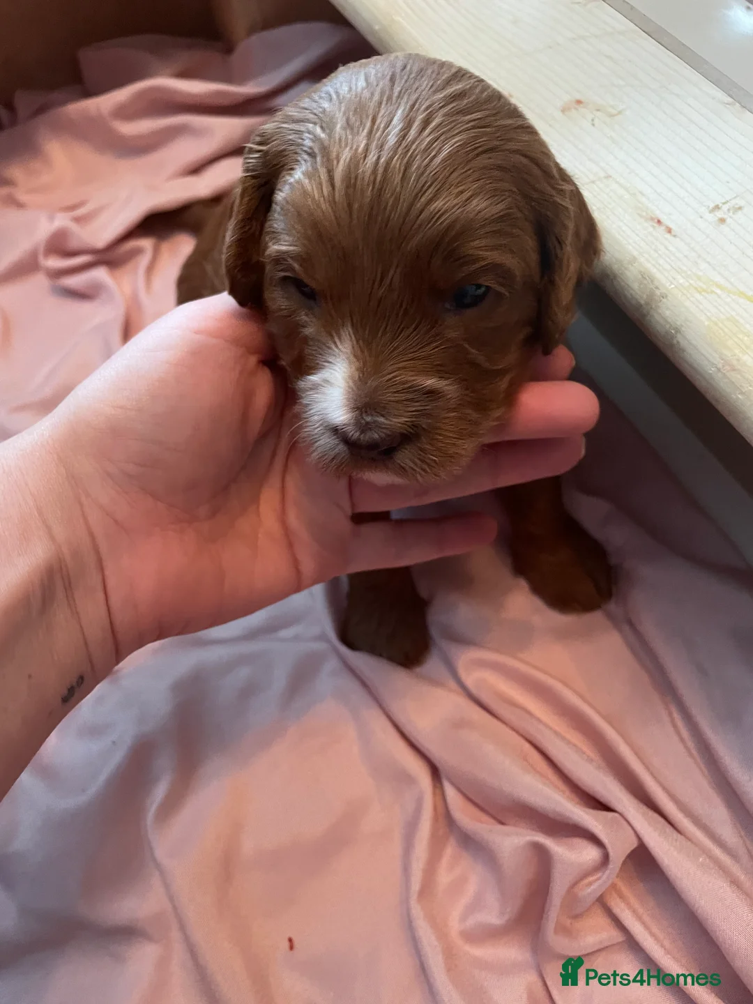 Cockapoo dogs for sale: X3 f1b cockapoo puppies  - Advert 25