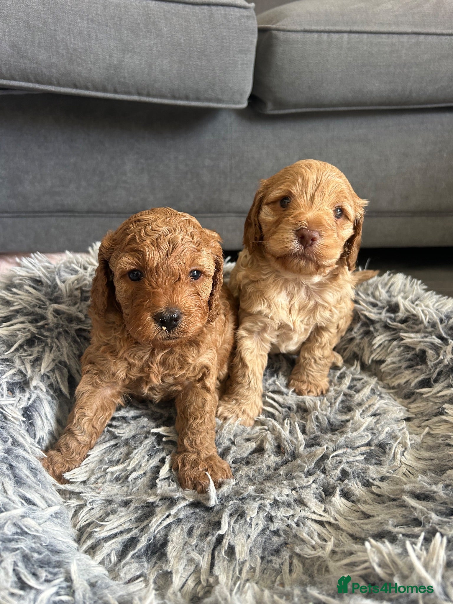 Cockapoo dogs Exceptional Cockapoo Puppies 🩷💙 - Advert 8