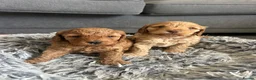 Cockapoo dogs for sale: Exceptional Cockapoo Puppies 🩷💙 - Advert 1