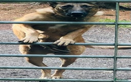 Belgian Shepherd Dog dogs for sale: Belgian Melinois Poppy - Image 6