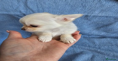 Chihuahua dogs - Advert 1