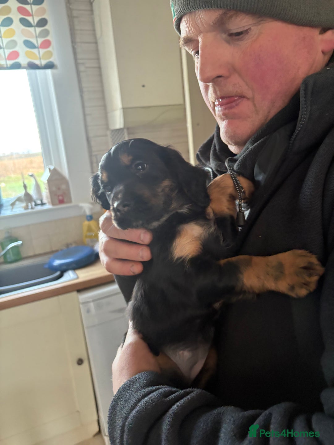 Cocker Spaniel dogs for sale: Beautifully marked Cocker Spaniel Pups For Sale - Advert 17