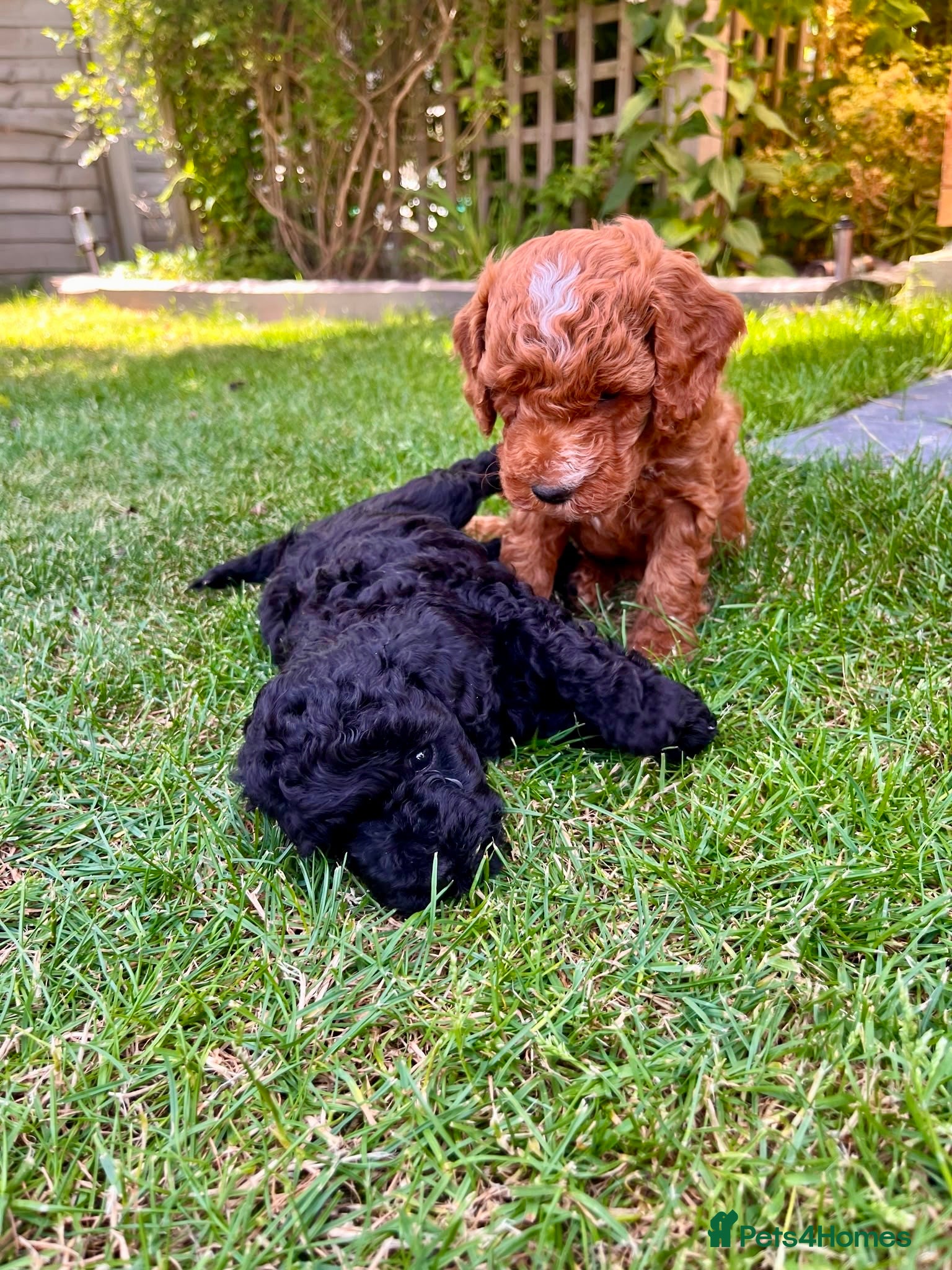 Maltipoo dogs F1b Toy Maltipoo Puppies Ready 22 July | Essex - Advert 2