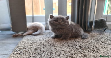 British Shorthair cats - Advert 8