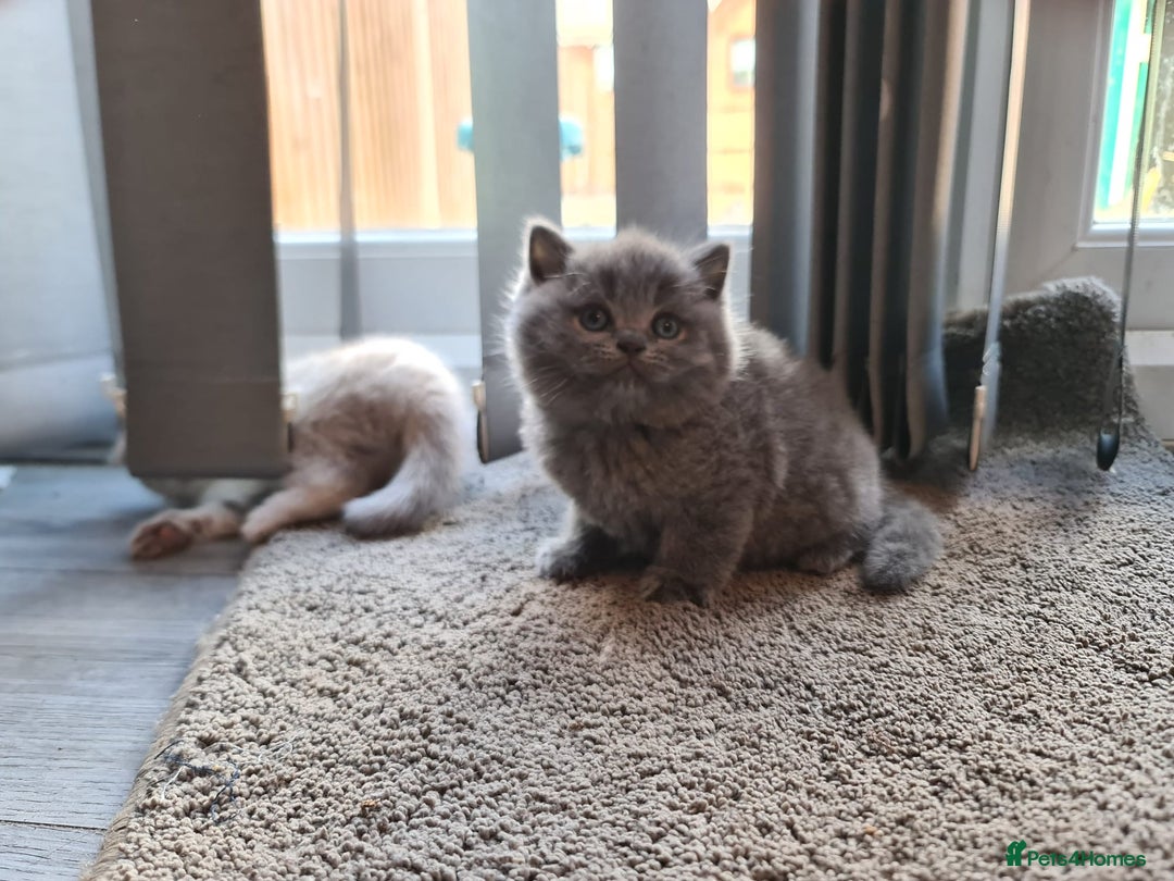 British Shorthair cats for sale: ❤️ British Shorthair Kittens   💙  - Image 2