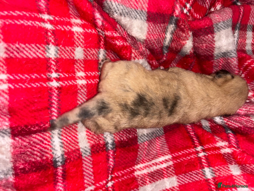 Chihuahua dogs for sale: Merle Chihuahuas 🩵 🩷 3 boys 2 girls available  - Advert 11