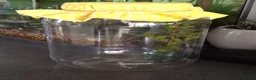 Stick Insects invertebrates for sale: Black Beauty Stick Insects - Advert 3
