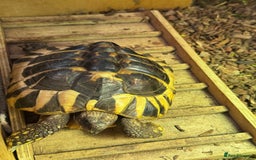 Hermann Tortoise reptiles for sale: Hermann tortoise 5 yo - Image 4