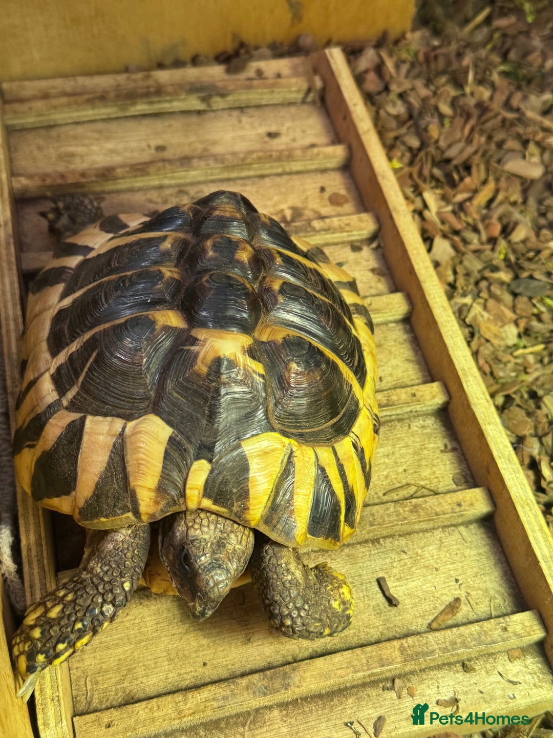 Hermann Tortoise reptiles for sale: Hermann tortoise 5 yo - Image 4