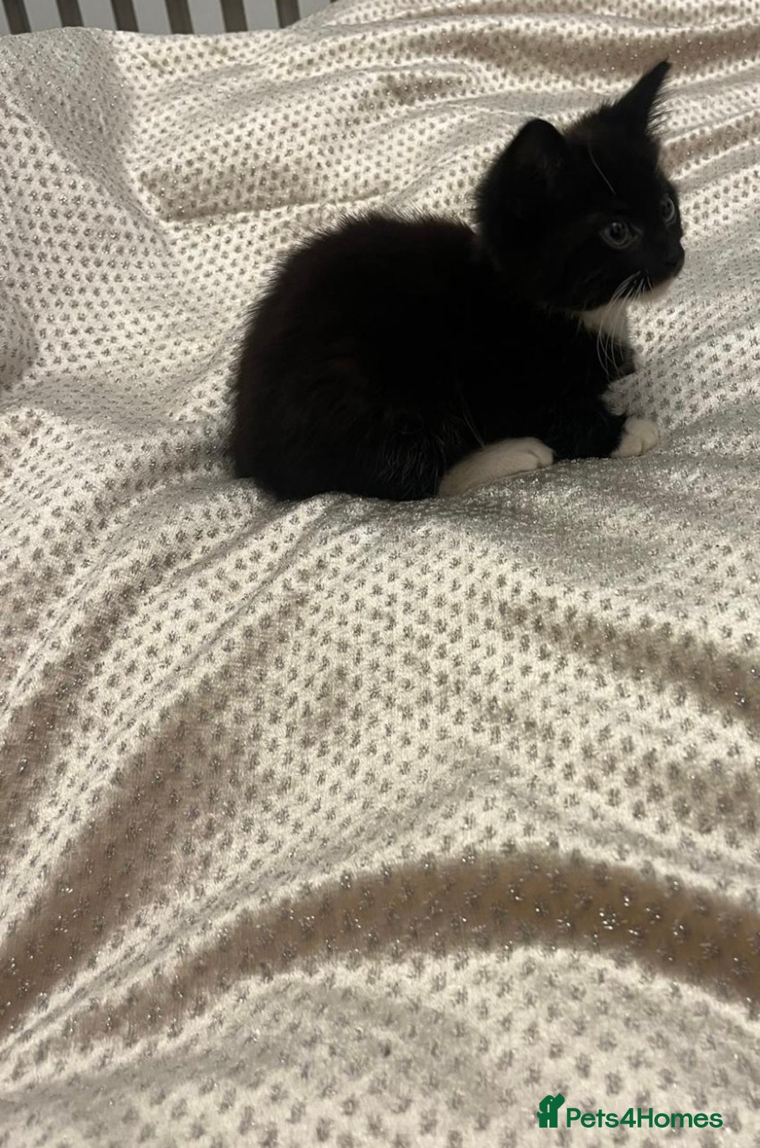 Mixed Breed cats for sale: Cute male kitten - Advert 6