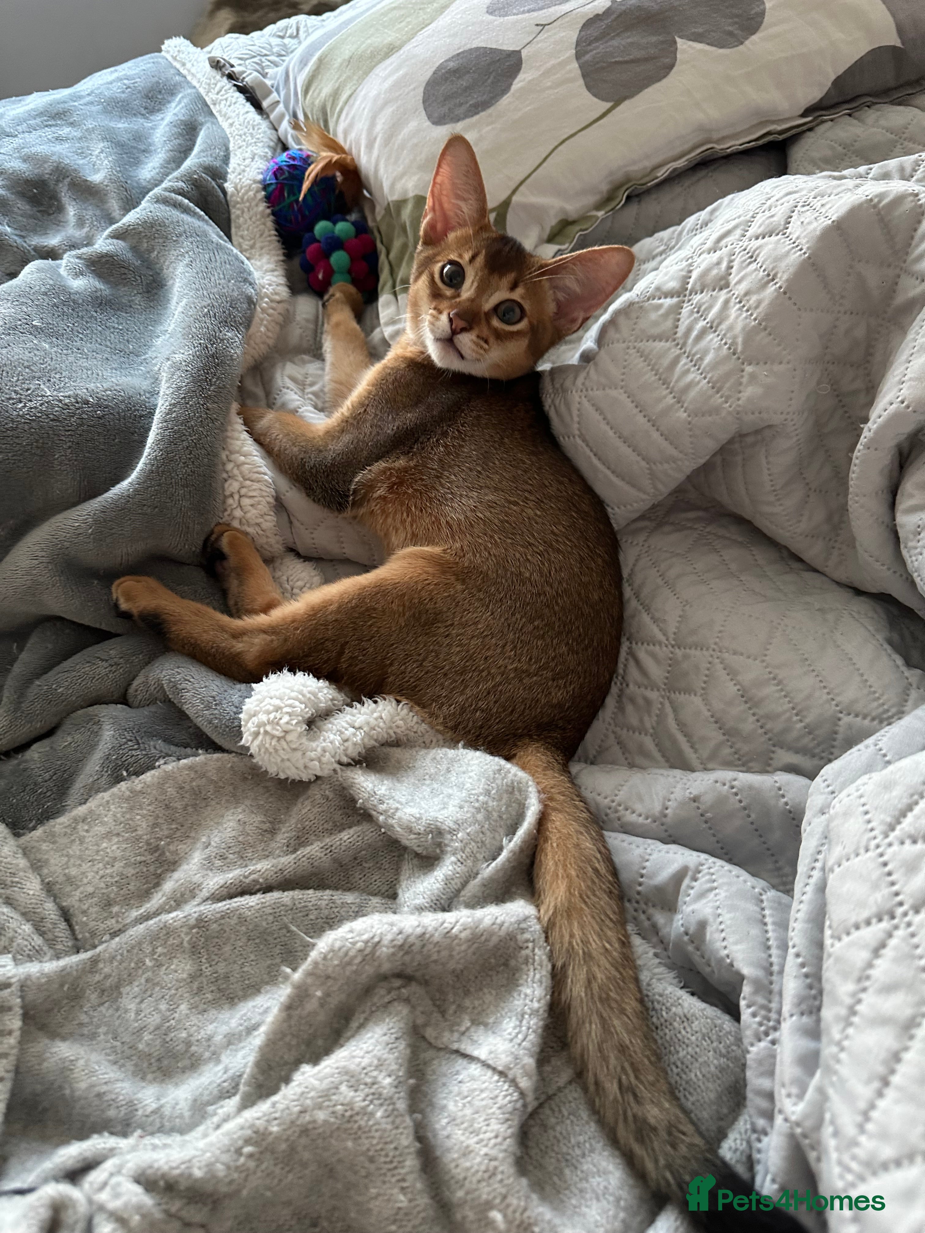 Abyssinian cats Pedigree Abyssinian kittens  - Advert 2