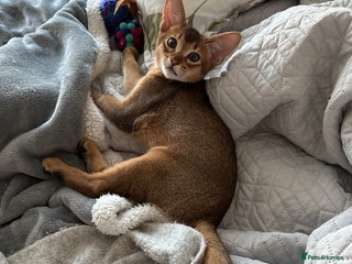 Abyssinian cats Pedigree Abyssinian kittens - Advert 2