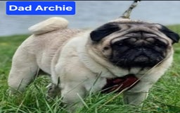 Pug dogs for sale: Perfect pug pups - Image 18