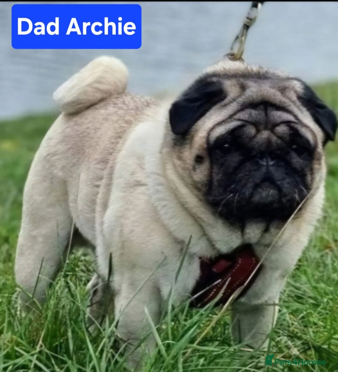 Pug dogs for sale: Perfect pug pups - Image 18