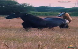 Welsh Section D horses for sale: Section D beautiful Black Mare Magic - Image 33
