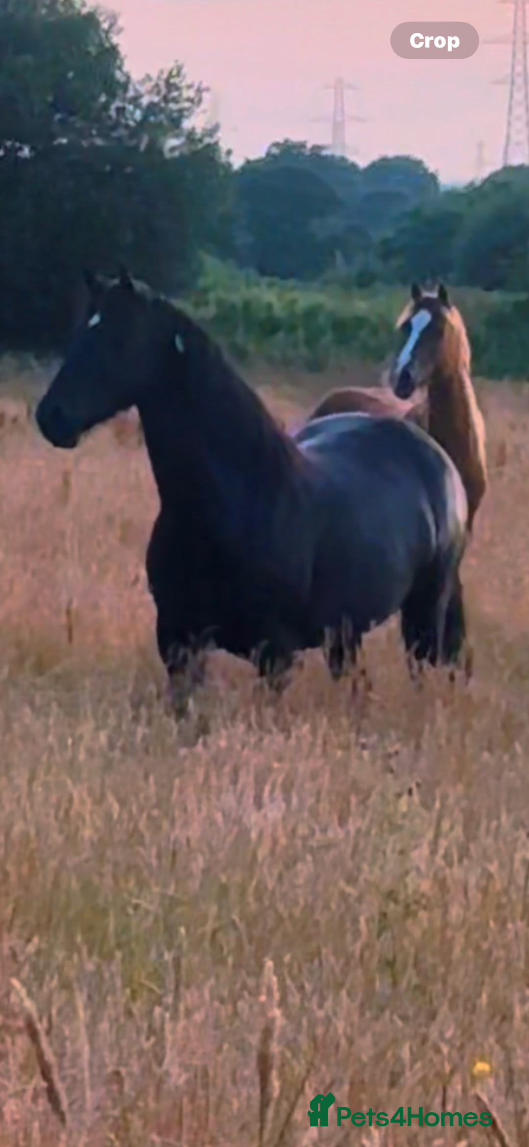 Welsh Section D horses for sale: Section D beautiful Black Mare Magic - Image 33